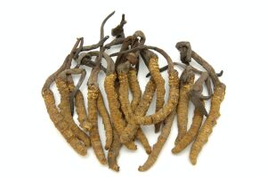 Cordyceps sinensis
