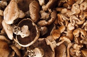 Lentinula edodes - Shiitake
